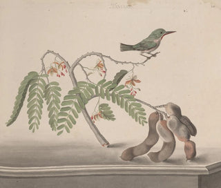 Ren de Rabi - Natural history of Saint Domingue Pl159.webp