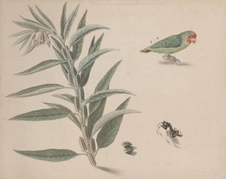 Ren de Rabi - Natural history of Saint Domingue Pl164.webp