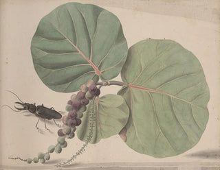 Ren de Rabi - Natural history of Saint Domingue Pl166.webp