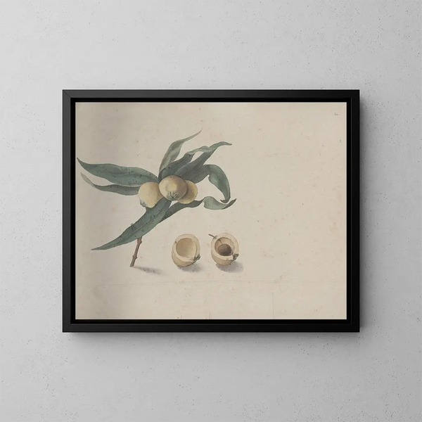 Histoire naturelle de Saint-Domingue Pl167 - René de Rabi — indrammet kunstværk på væggen