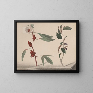 Ren de Rabi - Natural history of Saint Domingue Pl170.webp