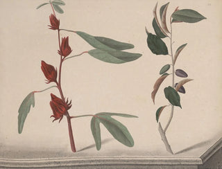 Ren de Rabi - Natural history of Saint Domingue Pl171.webp