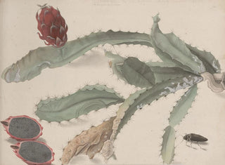 Ren de Rabi - Natural history of Saint Domingue Pl174.webp