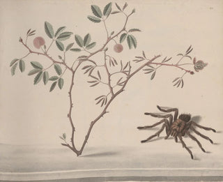 Ren de Rabi - Natural history of Saint Domingue Pl175.webp