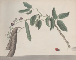 Ren de Rabi - Natural history of Saint Domingue Pl181.webp