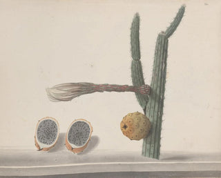 Ren de Rabi - Natural history of Saint Domingue Pl182.webp