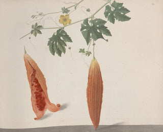 Ren de Rabi - Natural history of Saint Domingue Pl185.webp