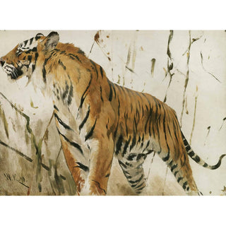 Reproduction Étude d’un tigre - Wilhelm Kuhnert