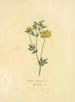 Lotus majeur - Richard Duppa — visning af kunstværket