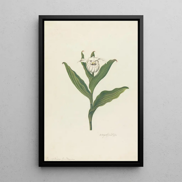 Sabot de Vénus Cypripedium Canadense Calceolus Maria - Robert Blyth — indrammet kunstværk på væggen