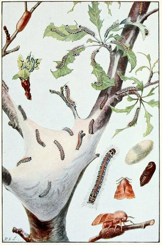 Robert Evans Snodgrass - The Tent Caterpillar.webp