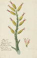 Aloe dichotoma Masson, træ til bueskydning eller Kokerboom - Robert Jacob Gordon — visning af kunstværket