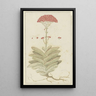 Robert Jacob Gordon - Crassula perfoliata L Sekelblaarplakkie.webp