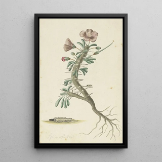 Robert Jacob Gordon - Geranium spinosum.webp