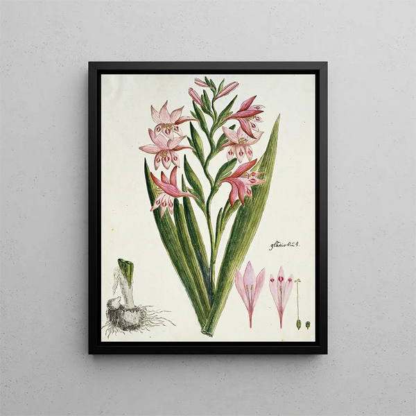 Gladiolus carneus D. Delarochev Belle-dame - Robert Jacob Gordon — indrammet kunstværk på væggen