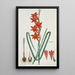 Gladiolus watsonius Thunb, Watsonia hysterantha - Robert Jacob Gordon — indrammet kunstværk på væggen