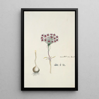 Robert Jacob Gordon - Hessea cinnamomea LHrit Durand Schinz umbrella lily.webp