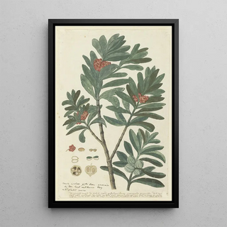 Robert Jacob Gordon - Hyenanche globosa Lam or Toxicodendrum capense of globosum Cape wolvegift.webp