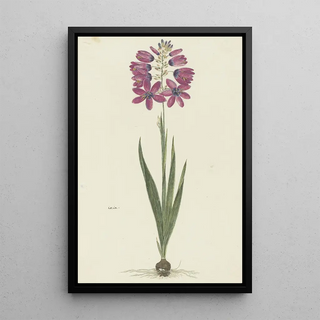 Robert Jacob Gordon - Ixia lutea Eckl var ovata.webp