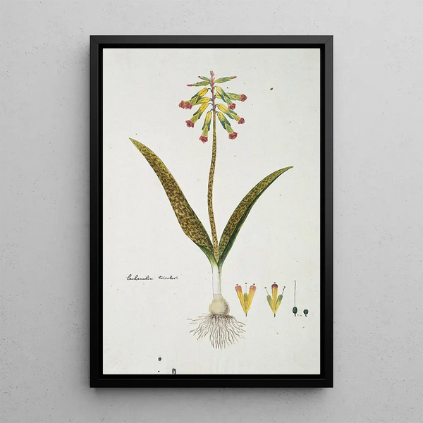 Lachenalia aloides Lf Engl var aloides Fleurs d'opale - Robert Jacob Gordon — indrammet kunstværk på væggen