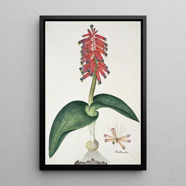 Lachenalia bulbifera Cirillo Engl - Robert Jacob Gordon — indrammet kunstværk på væggen