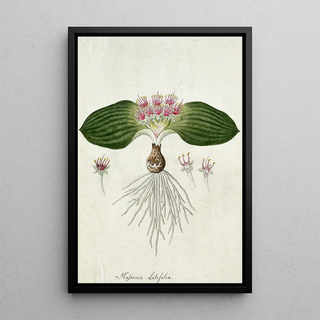 Robert Jacob Gordon - Massonia depressa Houtt.webp