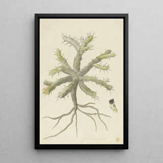 Robert Jacob Gordon - Monsonia patersonii or Monsonia sp.webp