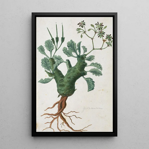 Pelargonium klinghardtense Knuth - Robert Jacob Gordon — indrammet kunstværk på væggen