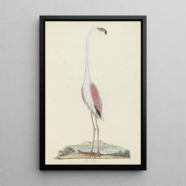 Phoenicopterus ruber roseus Flamant rose - Robert Jacob Gordon — indrammet kunstværk på væggen