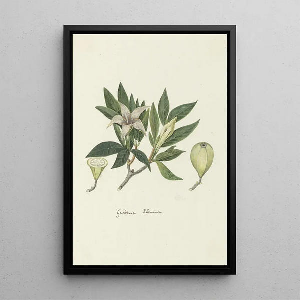 Rothmannia capensis Thunb tidligere gardenia capensis Druce Gardenia vild eller Rothmannia almindelig - Robert Jacob Gordon — indrammet kunstværk på væggen