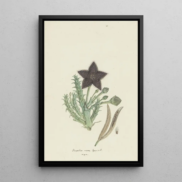 Tridentea gemmiflora Masson Haw Stapelia gemmiflora - Robert Jacob Gordon — indrammet kunstværk på væggen