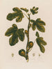 Ficus Le Figuier - Robert John Thornton — visning af kunstværket