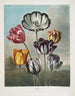 Et gruppe tulipaner - Robert John Thornton — visning af kunstværket