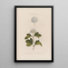 En plante-monster Spiraea opulifolia eller Viorne à feuilles de groseillier - Robert John Thornton — indrammet kunstværk på væggen