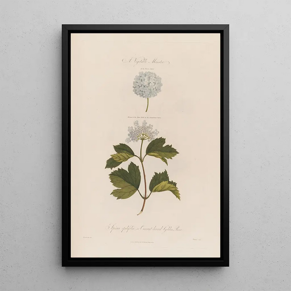 En plante-monster Spiraea opulifolia eller Viorne à feuilles de groseillier - Robert John Thornton — indrammet kunstværk på væggen