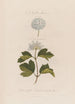 En plante-monster Spiraea opulifolia eller Viorne à feuilles de groseillier - Robert John Thornton — visning af kunstværket