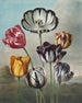 Et gruppe af tulipaner (konflikt af kasus) - Robert John Thornton — visning af kunstværket