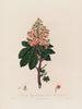Aesculus Hippocastanum eller Almindelig Kastanje - Robert John Thornton — visning af kunstværket