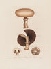 Agaricus campestris eller champignon af marken - Robert John Thornton — visning af kunstværket