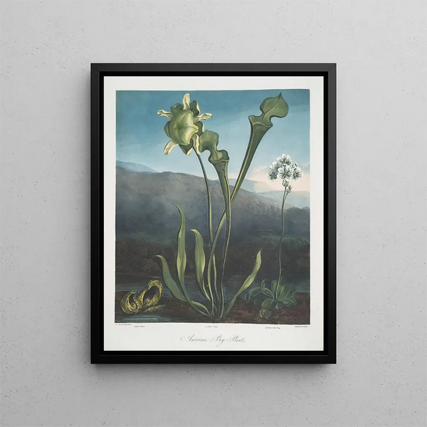 Plantes des marais américains I Pothos fétide II Plante pourpre III Piège à mouches de Vénus - Robert John Thornton — indrammet kunstværk på væggen