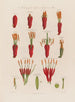 Anatomie af Agave eller Amerikansk Aloe - Robert John Thornton — visning af kunstværket