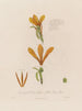 Anatomie af Canna glauca eller gul indisk siv - Robert John Thornton — visning af kunstværket