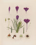 Anatomie du crocus - Robert John Thornton — visning af kunstværket
