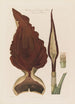 Anatomie af Arum drageen En giftig plante - Robert John Thornton — visning af kunstværket