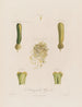 Anatomie de la jacinthe - Robert John Thornton — visning af kunstværket