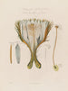 Anatomie af den storeblomstrede kaktus eller cérus nocturne - Robert John Thornton — visning af kunstværket