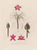 Anatomie du rhododendron pontique - Robert John Thornton — visning af kunstværket