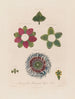Anatomie af den kvadratiske passionsblomst - Robert John Thornton — visning af kunstværket