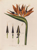 Anatomie af dronningens blomst - Robert John Thornton — visning af kunstværket