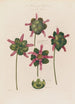Anatomie af Sarracenia eller Urneplante - Robert John Thornton — visning af kunstværket
